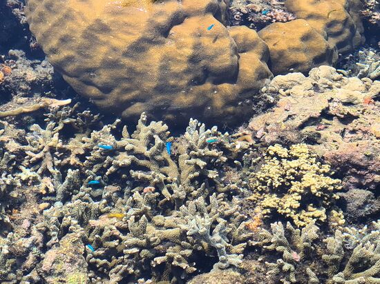 Winzigkleine leuchtend blaue Fischchen, die am Jetty schwammen und bei Ebbe gut zu sehen waren