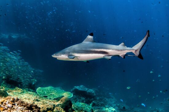 ja - und die gabs auch!