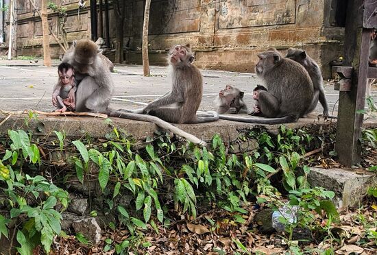 Unterwegs in Ubud. In den Monkey Forest gehe ich nicht, die Tiere sind mir supekt.