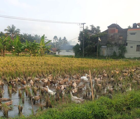 Die holen sich hier ihr Futter, und danach gibt es sie als Bali Ente im Lokal.