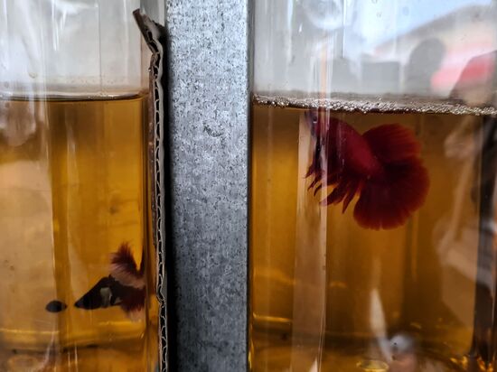 Sein Hobby ist die Kampffischzucht.