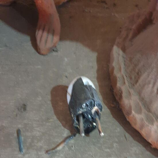 Der Reparaturversuch dieses Steckers scheint nicht gelungen zu sein.