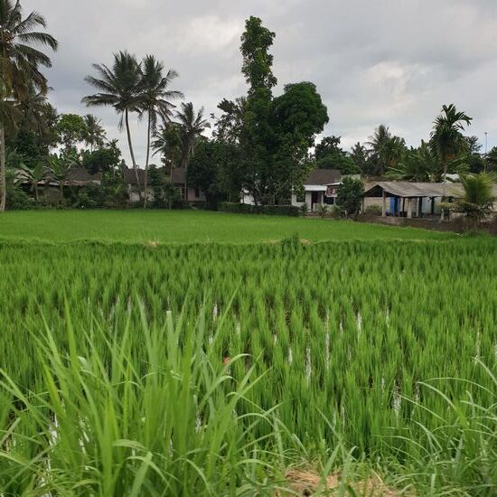 Dieses Grün ist einfach unbeschreiblich!
