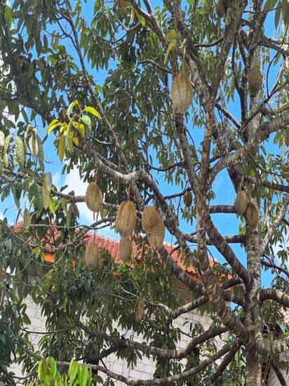 Unterwegs hält der Taxifahrer immer wieder, um uns auf verschiedenes Obst hinzuweisen. Hier sind es Durian, die Stinkefrüchte.