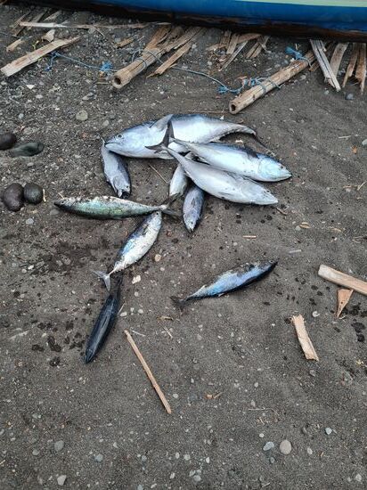 Das ist ein guter Fang für den Morgen.