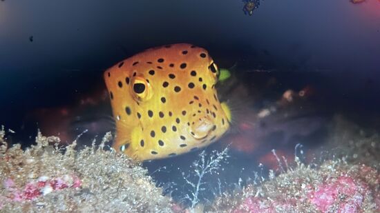 Diese goldigen Kerlchen sind mir die liebsten Fische. Ich habe noch nie so viele verschiedenen Pufferfische gesehen wie hier. Der größte war leuchtend blau und mit 70 cm Länge ganz schön groß. Winzig kleine, verschiedenfarbig.