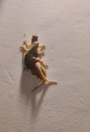 Die vögelnden Geckos wollt ich Euch nicht vorenthalten.