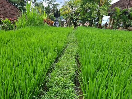 Wir fahren natürlich an den tollsten Reisfeldern vorbei.
Das ich ein großer Reisfeld Fan bin, bleibt hier wohl keinem Leser verborgen.
