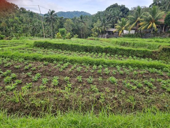 Das sind übrigens Erdnüsse. Sie wachsen in der Tat in der Erde, nicht wie alle? anderen an den Bäumen