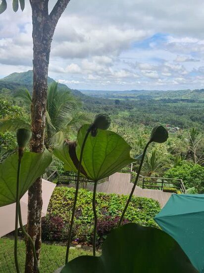 Oben gab es dann einen Bali Kopi und eine tolle Aussicht.