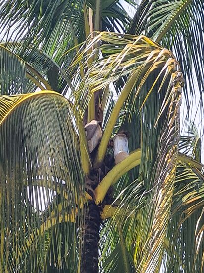 Die Farmer klettern jeden Tag hoch, zwei mal, um die Töpfe an die angeritzte Blüte? anzuhängen. Da tropft dann der Saft rein und die Dose wird ausgewechselt. Das ist nicht ungefährlich, und Unfälle sind nicht selten.