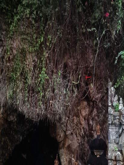 Der kleine rote Pfeil, schlecht zu erkennen, zeigt eine grüne Schlange, die geduldig auf Beute wartet. Es dauert nicht mehr lange und die Fledermäuse werden ausfliegen um Futter zu suchen. Kurz darauf hatte die Schlange schon eine gefangen.
