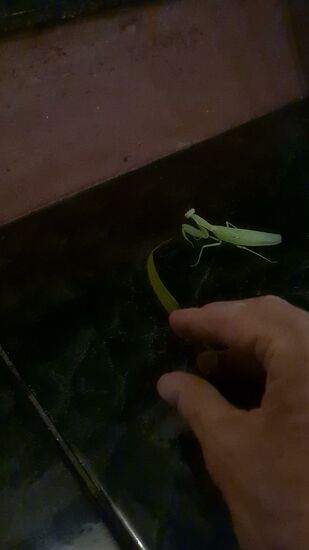 Diese Gottesanbeterin ließ sich nicht wirklich ärgern.