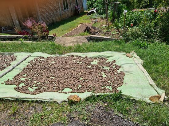 Das sind Macadamianüsse, die zum Trocknen ausgelegt werden, und dann ausgepult werden. Kein Wunder, dass die bei uns so teuer sind.