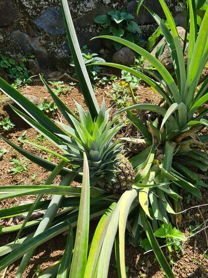 Ananas wachsen nicht an Bäumen, sondern sind Pflanzen, die auf dem Boden wachsen.