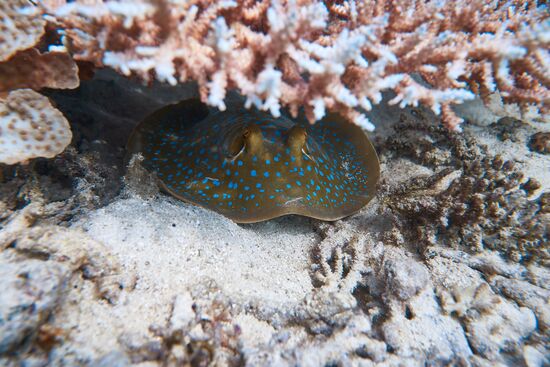 Ein kleiner blau gefleckter Rochen
