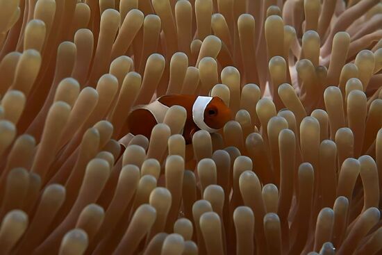 Immer wieder gerne gesehen., die kleinen Clownfische