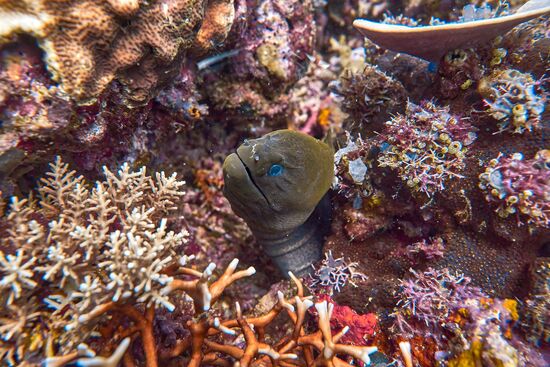 Eine Muräne schaut aus ihrer Höhle.