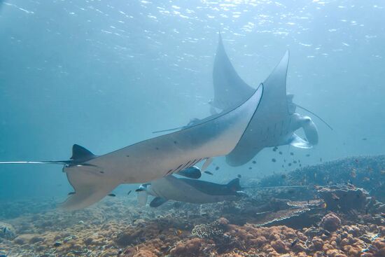 hier ist eine Cleaning station, d.h. die Mantas kommen hierher, um sich von den Putzerfischen von ihren Parasiten  befreien zu lassen.