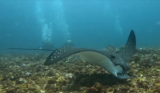 Noch ein anderer  ließ sich bei der Nahrungssuche nicht stören