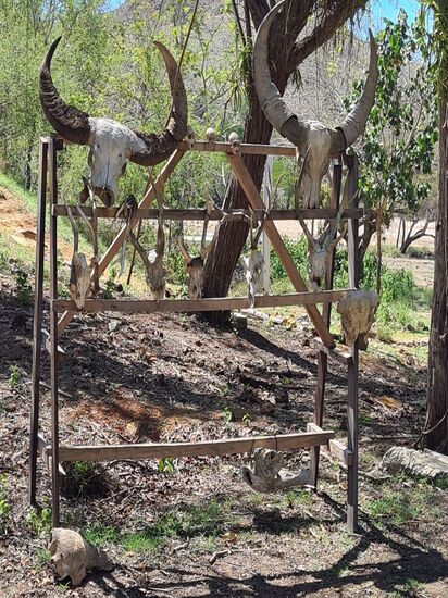 Die Schädel sollen zeigen, welche Tiere hier sonst noch leben und Nahrung für die Warane sind. (Angeblich werden sie nicht gefüttert, sondern jagen selbst)