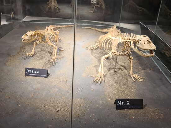 Ein kleiner Showroom soll noch ein wenig mehr über diese Tiere vermitteln.
Diese beiden hier zeigen die Größenunterschiede zwischen Weibchen und  Männchen. Die Männchen werden bis 2 m groß, die Weibchen sind etwas kleiner.