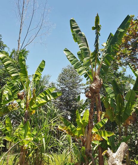 Die Bananenstauden werden mit ihren eigenen Blättern gegen den Fraß der Flughunde geschützt.
Hier wird alles rein ökologisch angebaut. Gegen Insekten werden Blätter einer bestimmten Pflanze gekocht und mit dem Sud wird gegossen.