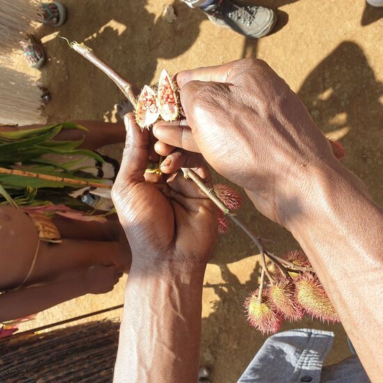 Aus dieser Pflanze wird aus den Samen und Kokosöl die rote Farbe hergestellt.
Weiß entsteht aus Kalk und schwarz aus Holzkohle