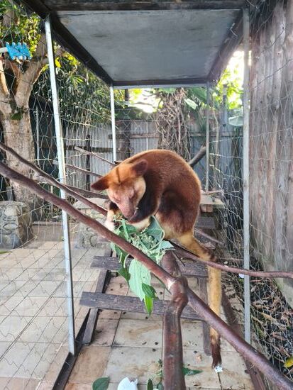 Die Baumkänguruhs haben es uns angetan. Leider fristen sie ein langweiliges Leben.