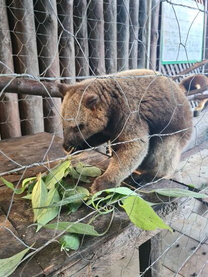 Aus ihrem Fell wird übrigens das Oberteil der jungen Mädchen bei den Festivals hergestellt.