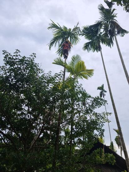 Hier kauen sogar schon die Kinder Betel, Frauen, Schwangere, Männer. Das Kauen hinterlässt eine intensive Rotfärbung des Mundes und der Zähne. Es löst wohl einen massiven Speichelfluss aus, der die Kauenden alle paar Minuten auf die Straße spauzen lässt.
