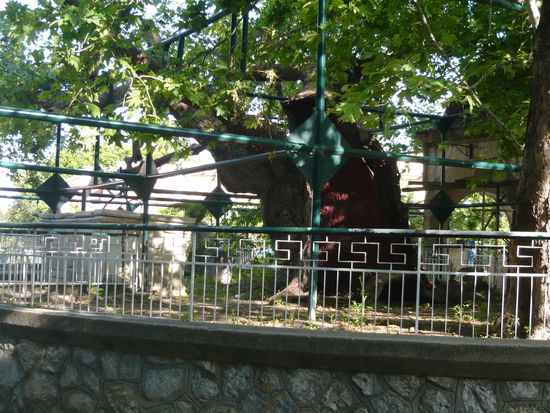 Die Platane des Hippokrates
Info Platane des Hippokrates