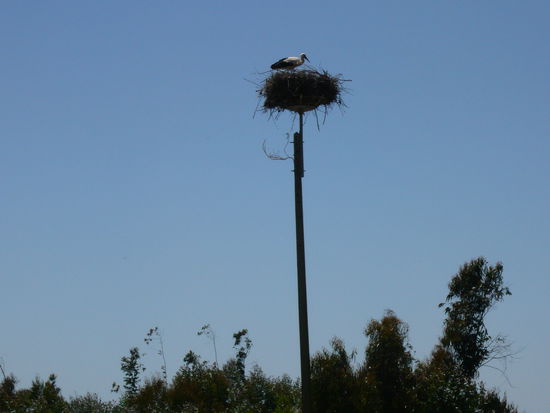 Storchennest in Portugal