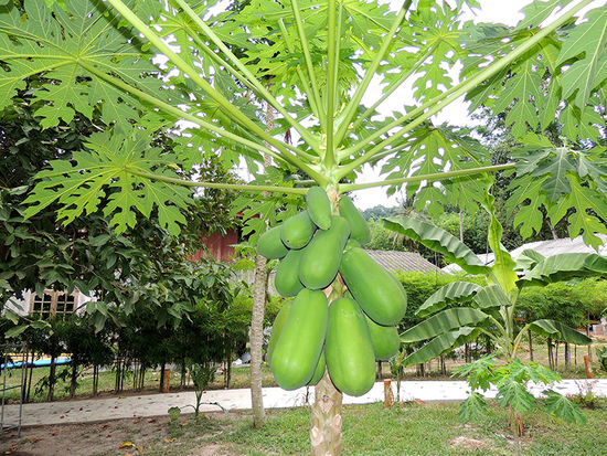 Papayabaum.