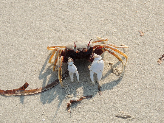Überall wimmelte es von diesen großen und kleinen Kerlchen.
