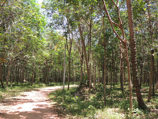 Holterdipolter durch Kautschukplantagen.