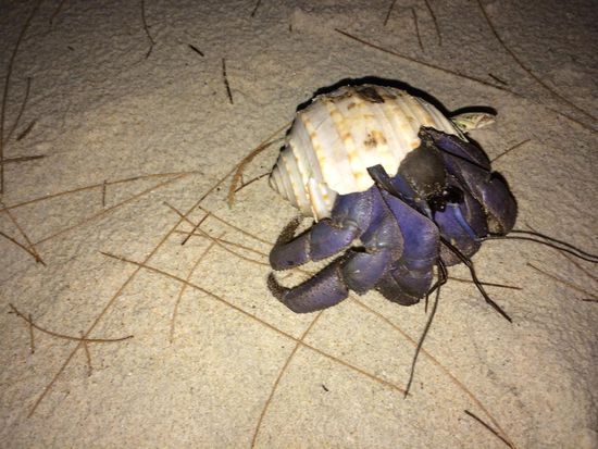 nächtliche Begegnungen