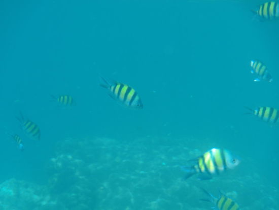 Fische, Fische, Fische