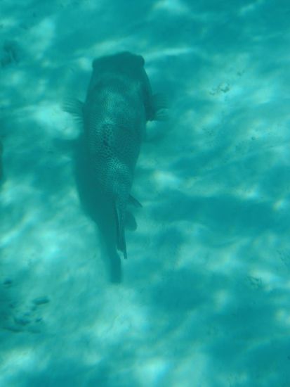 Ein riesiger Kofferfisch