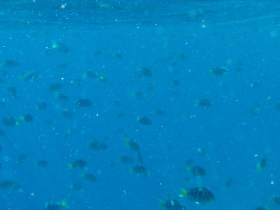 leider unscharfes Bild, aber es zeigt die Masse an Fischen