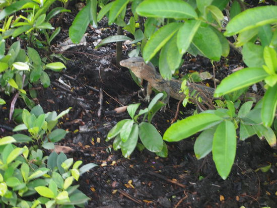 Der kleine Waran, der vor Katzen weglauft.