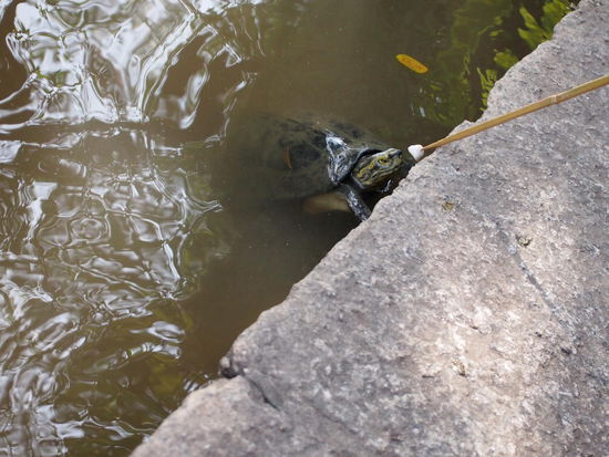 Ein Futter = Ein Glueck (Zitat Phannee, Reisefuehrerin)