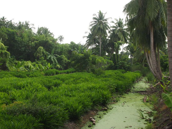 Auch das ist immer noch Bangkok (und noch gar nicht soweit draussen)