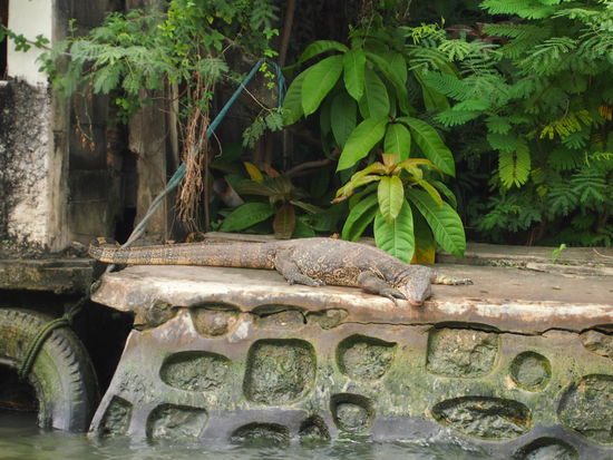 Diesmal ein Waran in gross; waere der auch vor der Katze abgehauen?