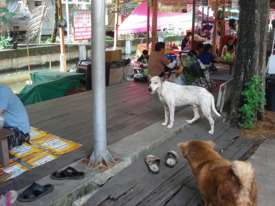 "Floating Market" in Ban Krachao - hier sind wie eigentlch überall zahlreiche Straßenhunde unterwegs, manche sogar mit Tollwut infiziert. Das scheint hier aber keinen zu stören.