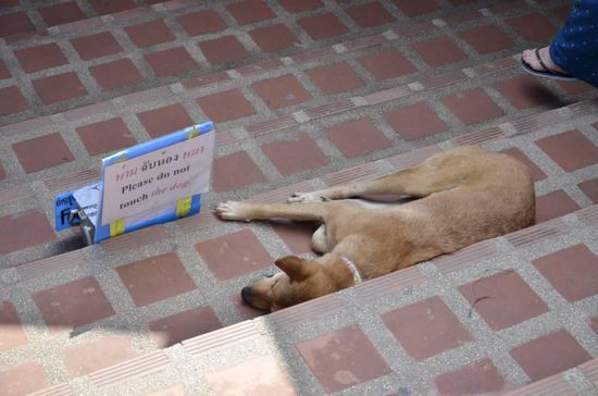 Wie überall in Thailand laufen und liegen auch hier zahlreiche Straßenhunde herum. Beim Treppensteigen muss man direkt aufpassen, dass man nicht ausversehen auf einen drauftritt. Hier wurden sogar kleine Spendenboxen für Hundefutter aufgestellt.
