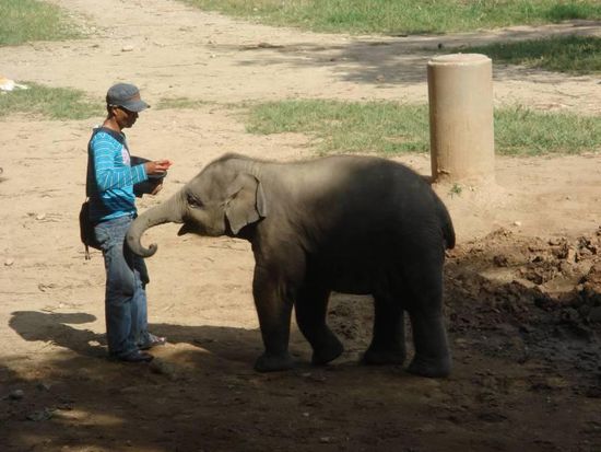 mit drei Monaten das jüngste der vier Jungtiere in der Herde - sehr süß der Kleine!
