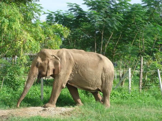 Noch ein weniger schönes Bild: Eine Elefantenkuh, die Jahrelang Touristen in einem Elefantensattel getragen hat deren Wirbelsäule durch diese Jahrelange Belastung irgendwann brach...man sieht deutlich die Verformungen am ganzen Rücken 
Genau diese Art des "Elephant riding", das bei vielen Touristen sehr beliebt ist, haben wir auch am Eingang des Tals gesehen, in dem der ENP liegt.