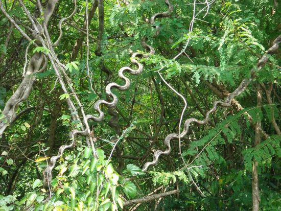 Die Bäume haben hier lustige Kreationen hervorgebracht