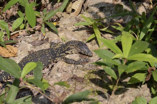 Auf dem 1,5 km langen Wanderweg entlang des Flusses gabs auch das ein oder andere Tier zu beobachten 